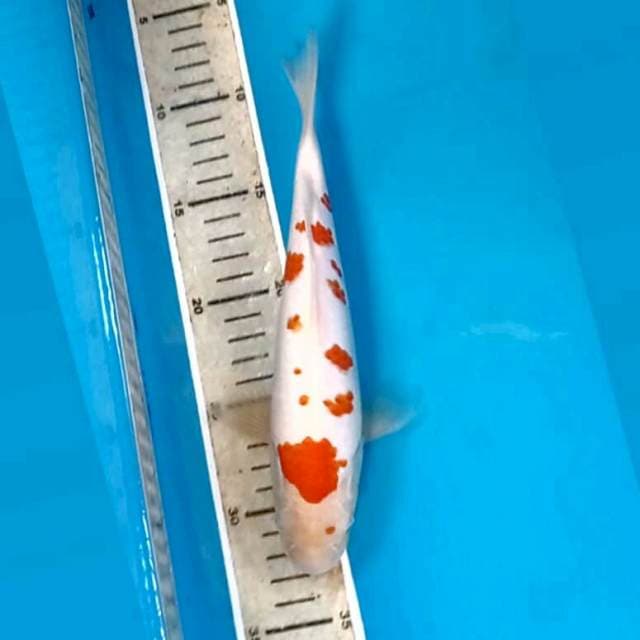 Kohaku, 23 cm
