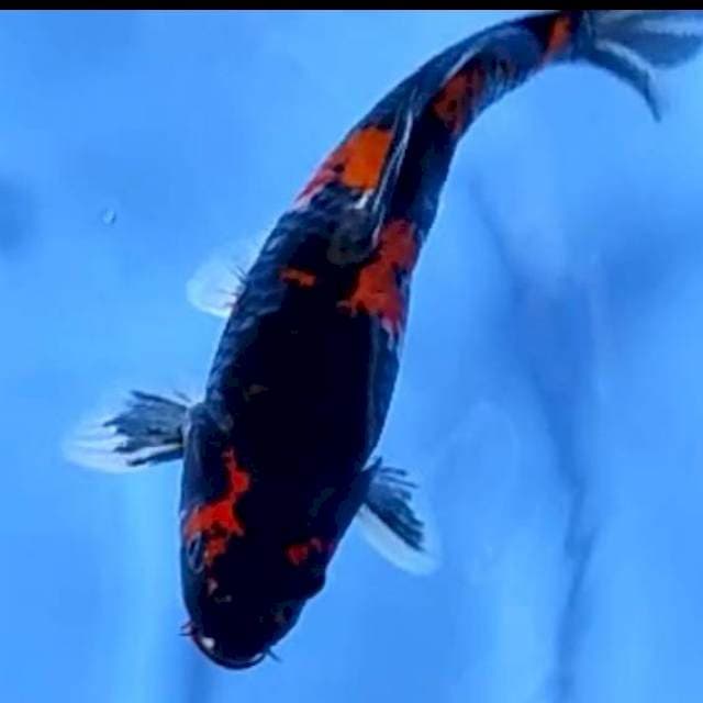 BLACKMAMBA # 30CM JANTAN