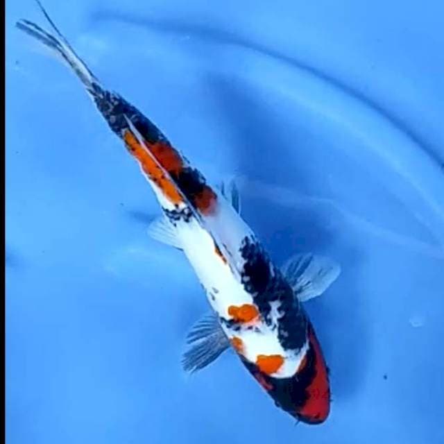 KINDAI SHOWA # 31CM