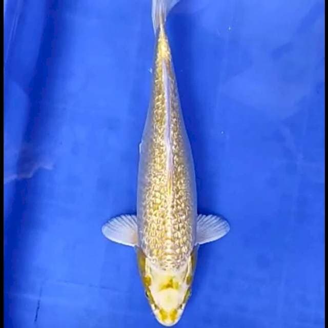 OGON FULL GINRIN # 34CM