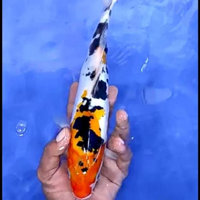 DOITSU MURNI # 30CM
