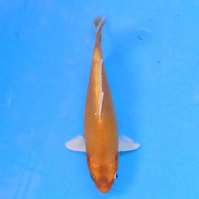 Benigoi 15cm