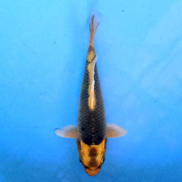 Kawarimono 15cm