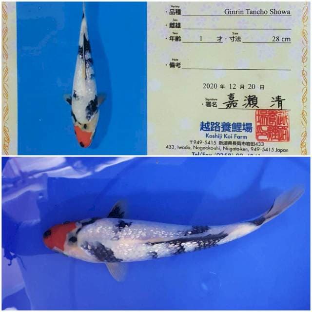 Showa Ginrin koshiji 29Cm