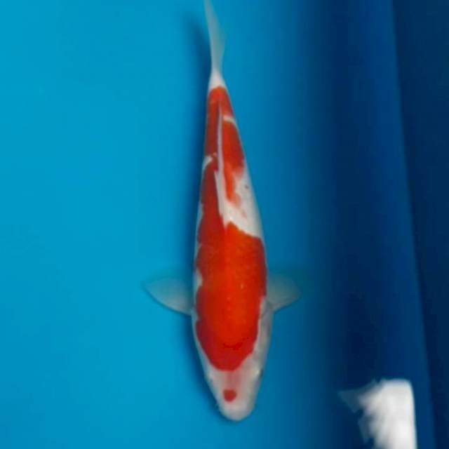 Kohaku 25 cm