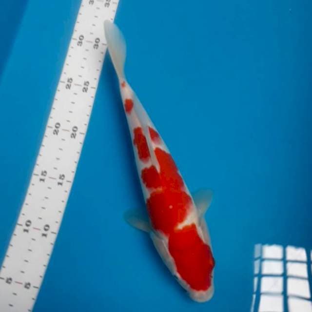 Kohaku 27 cm