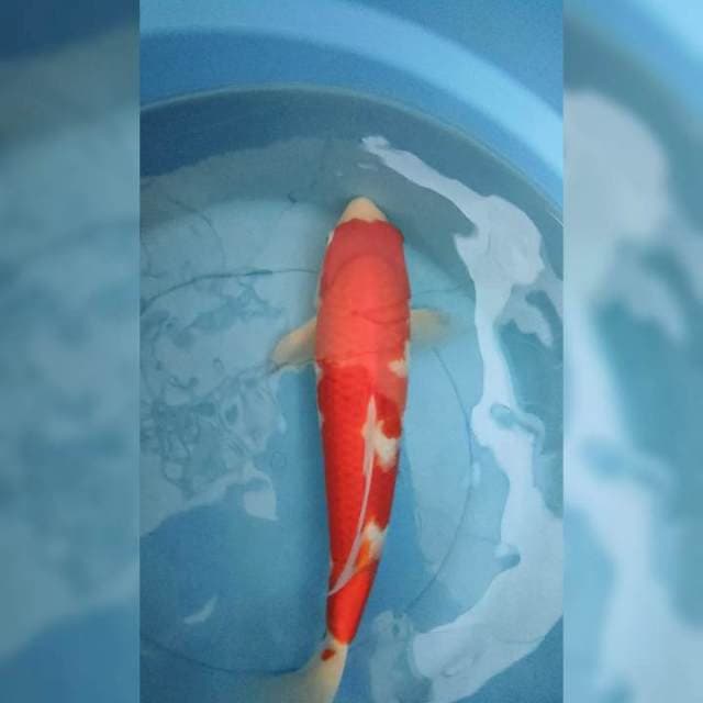 Kohaku Maruyama serti