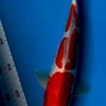Doitsu kohaku 30 cm