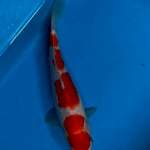 Kohaku 25 cm