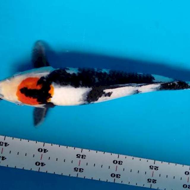 Tancho showa 31 cm