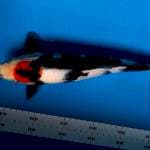 Tancho showa 31 cm