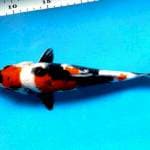 Maruten showa 25 cm