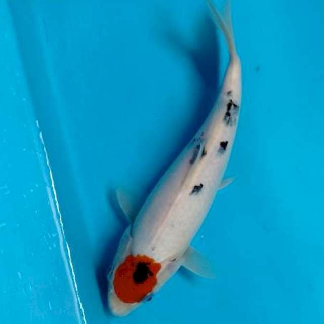 Tanco sanke 25 cm