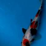 Mauten showa 22 cm