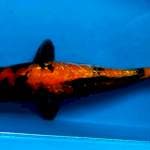 Ginrin showa 34cm