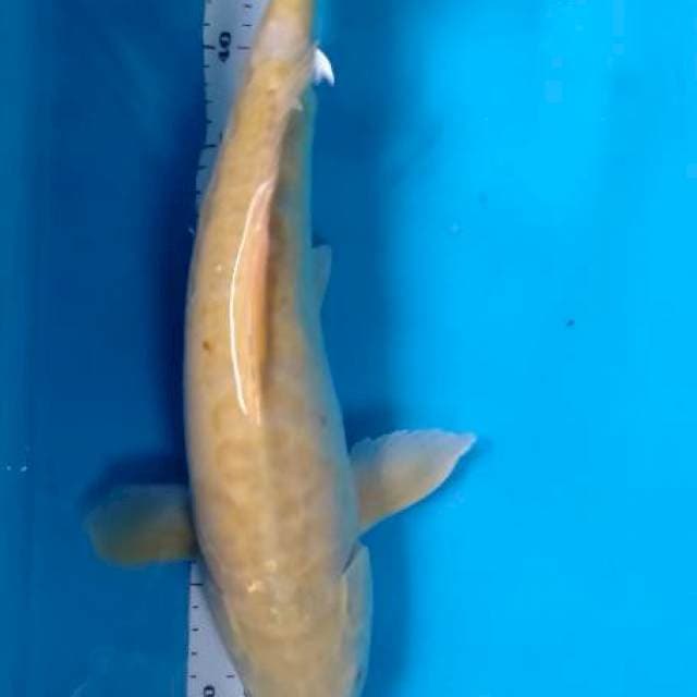 Karasi aragoke 46 cm jantan