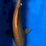 Karasi aragoke 46 cm jantan