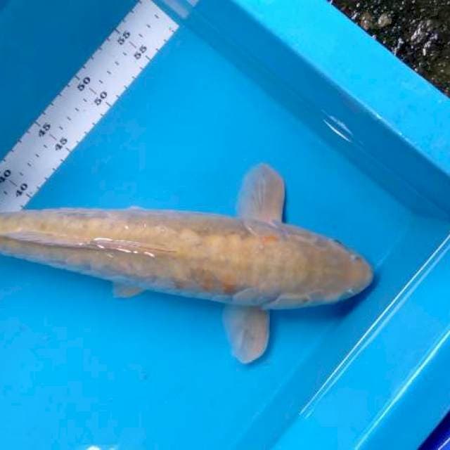 Karasi male aragoke 43 cm