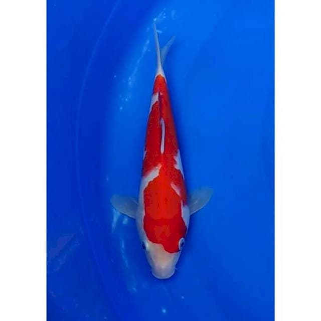 HQ Kohaku Original 27cm (F)