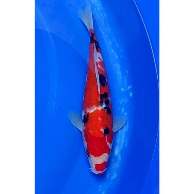 Strong Sanke Original 29cm (F)