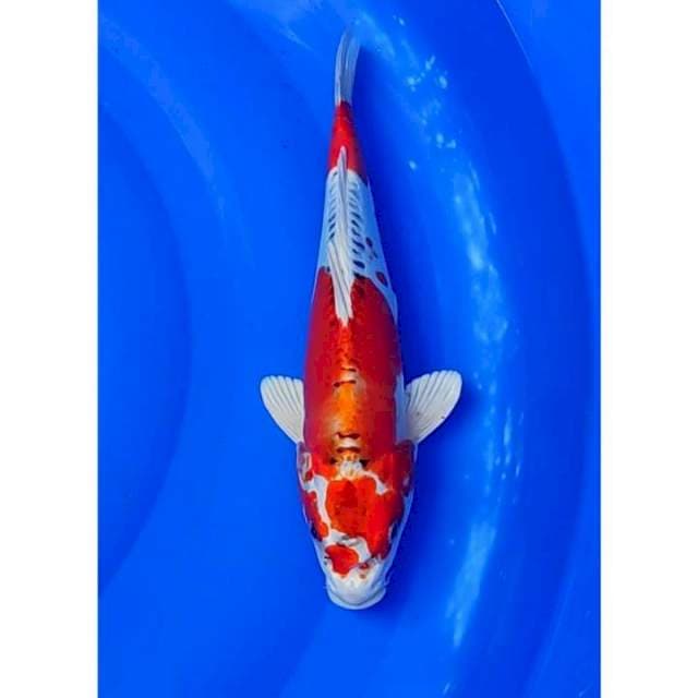 Doitsu Kujaku Original Patern 30cm (F)