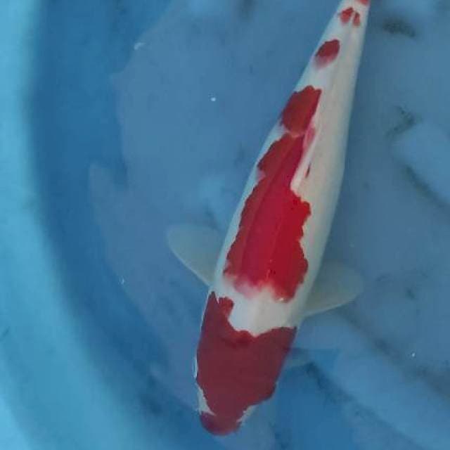 F1 KOHAKU HIROI