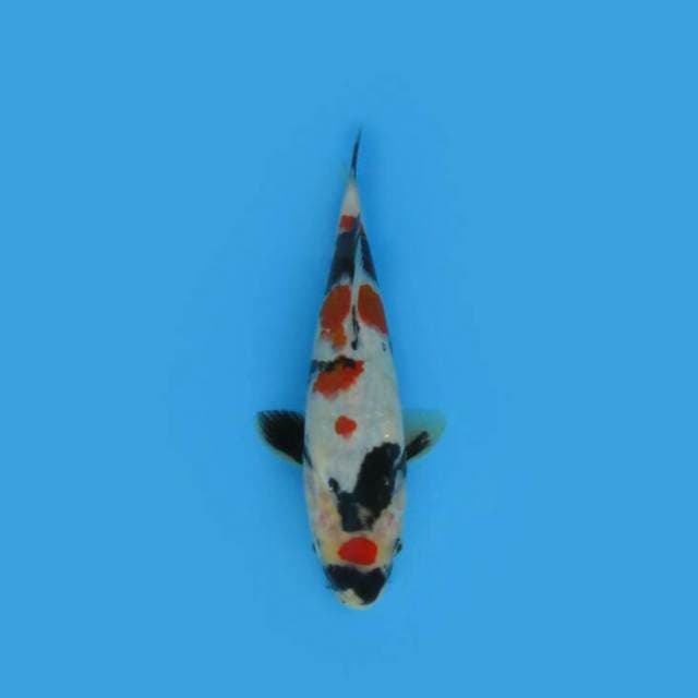 BKS ( SHOWA 24 CM )