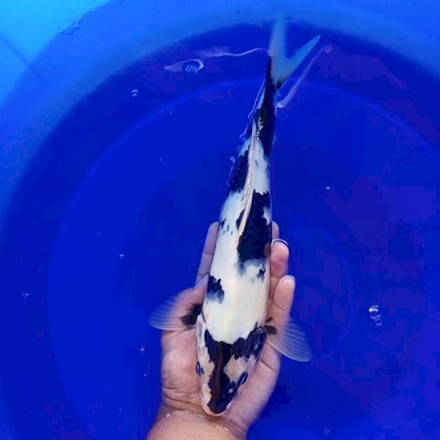 SHIRO 32CM