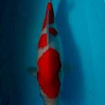 Kohaku fimale 39 cm merah strong