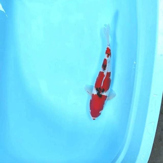 Subosumi Sanke 37cm