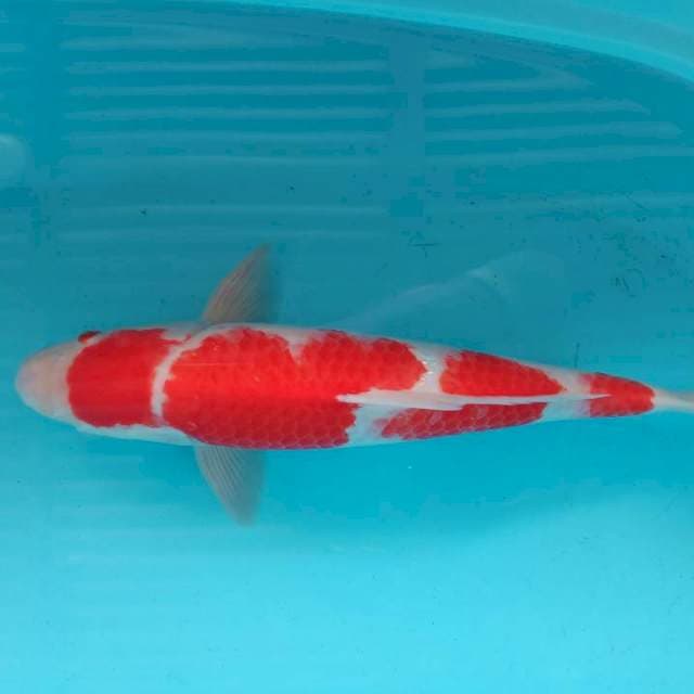 Kohaku strong
