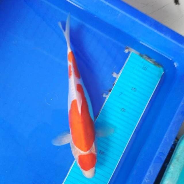 Doitsu kohaku