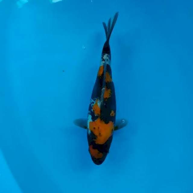 showa doitsu 23 cm
