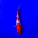 Kohaku doit ori 15cm