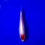 Tancho kohaku doit 18cm