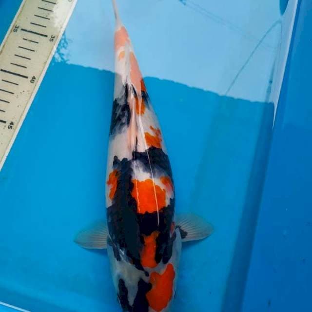 Showa AQ, 31 cm