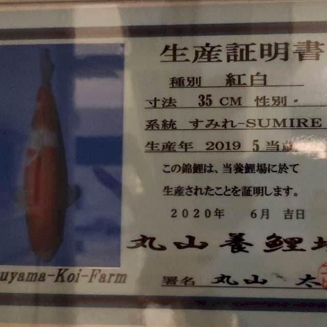 Kohaku Maruyama serti