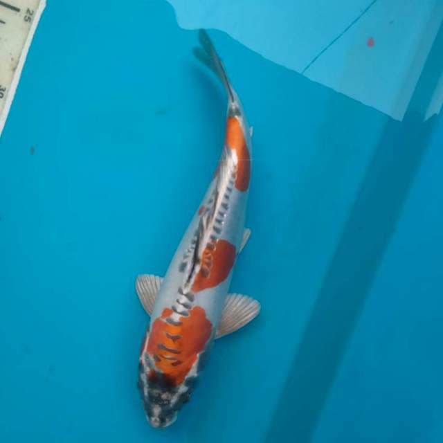 Kiko HQ, putih bersih, 23 cm