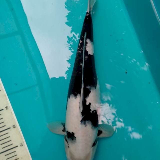 Shiro Putih Bersih, 46 cm