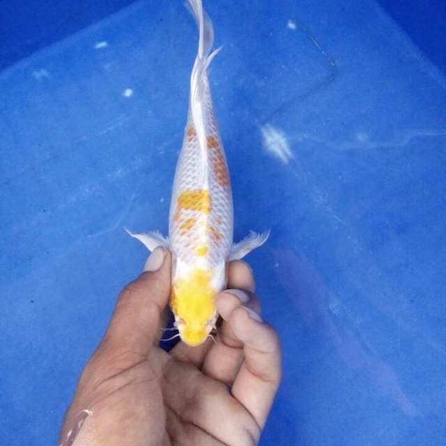 Hariwake kumpai