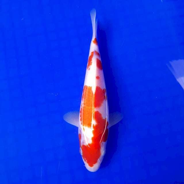 Kohaku 22cm