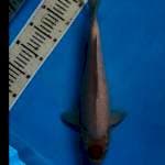 Tanco kohaku