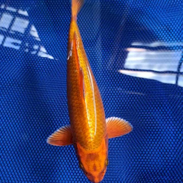 SIBOTAN 30 CM PUNUK 