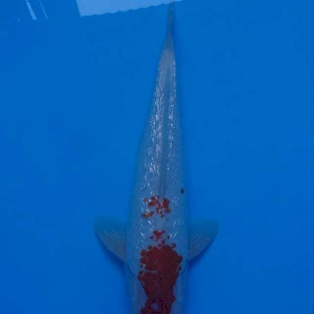 Kohaku ginrin 35 cm