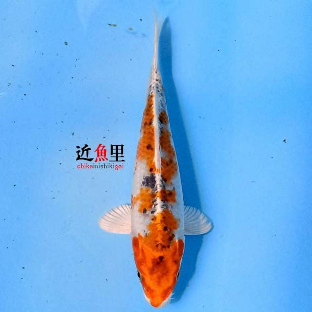 Kujaku 22 cm