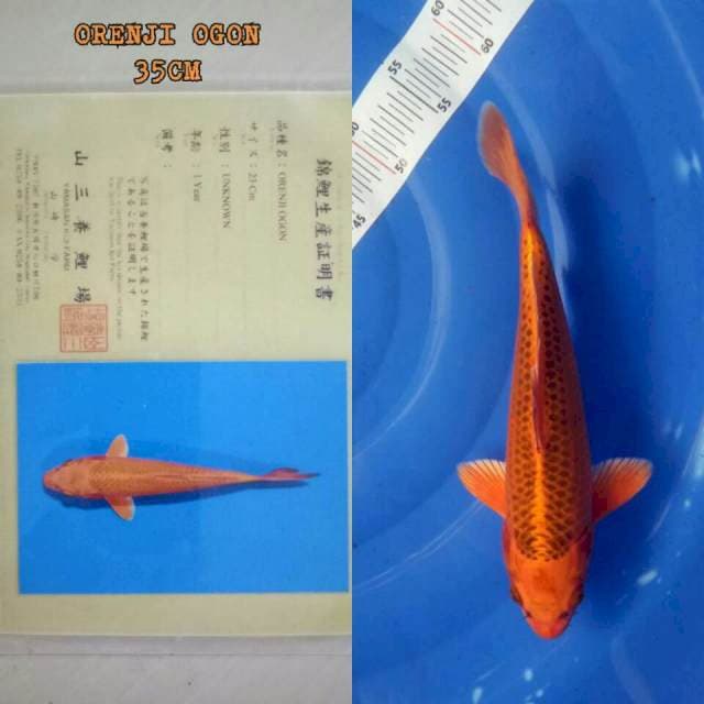 Orenji ogon, 35 cm, serti Yamasan
