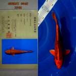 Orenji ogon, 35 cm, serti Yamasan