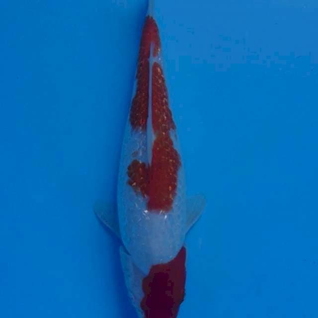 Kohaku ginrin 30 cm