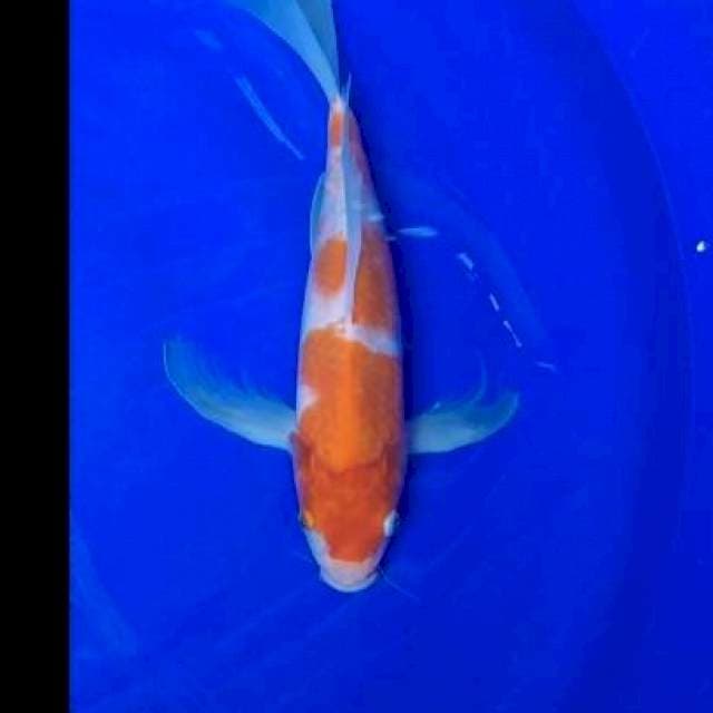 Kumpay KOHAKU 40UP