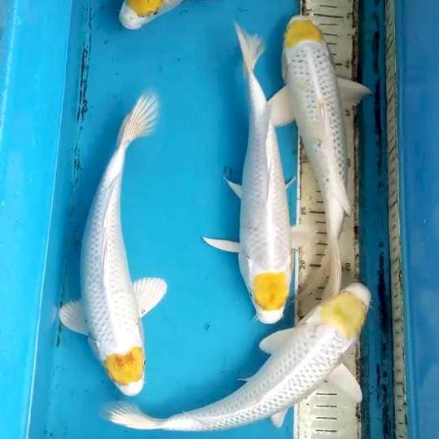 Paket Tancho 27-29cm